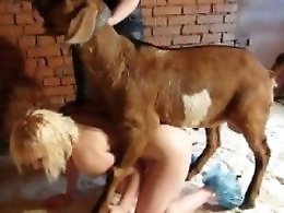Zoo porno and animal sex