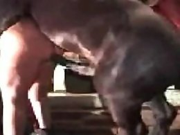 Zoophilia porn and animal sex