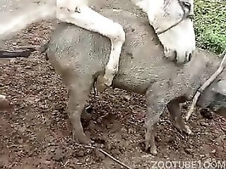 ZooAnimalPorn