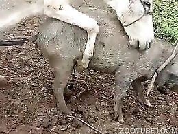 Bestiality Video