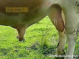 Zoo Zoo Sex Porn