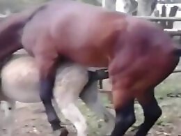 Animal porn and zoo sex