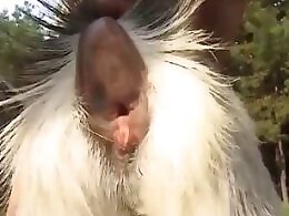 Free Zoo porn tube