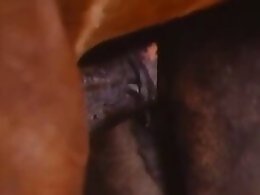 Zoophilia porn and animal sex