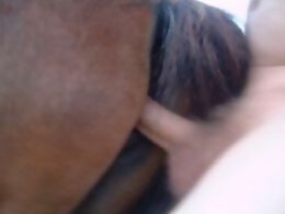 Zoo Sex Art Tube