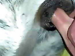 Bestiality porn tube