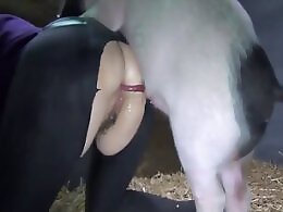 ZooAnimalPorn