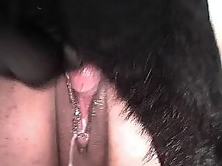 Bestiality XXX Porn