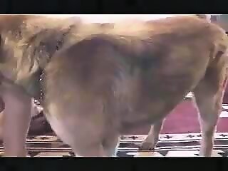 ZOO Porn and bestiality tube