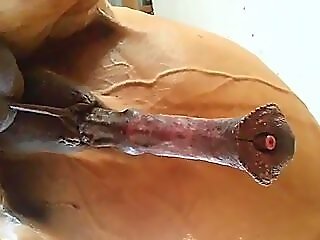 Animal porn and zoo sex