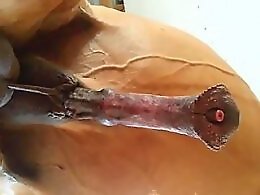 100% Free ZOO sex videos
