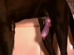 Animal porn video tube