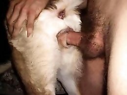 Animal Porn Zilla