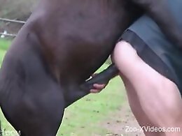 Animal porn videos and ZOO PORN