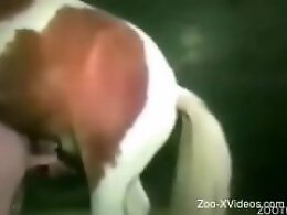Sexy Beastiality Porn Videos