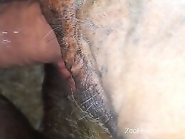 Animal porn video tube