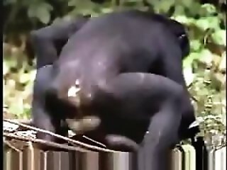 Bestiality Zoo Sex Drawings