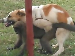 XXX bestiality zoo porn