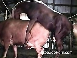 Zoo Porn