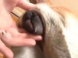 Free Zoo porn tube