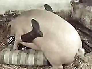 Mature Zoo Porn