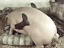 ZOO Porn and bestiality tube