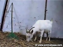 ZOO Porn and bestiality tube
