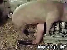 Dog Sex Zoo