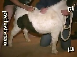 ZooAnimalPorn