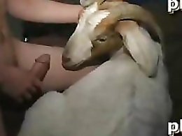 Free Zoo porn tube