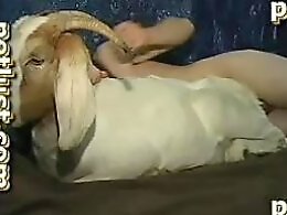 Animal porn video tube