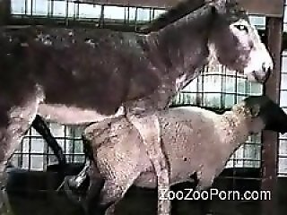 Animal porn video tube