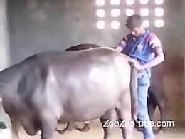 Zoo Zoo Sex Porn