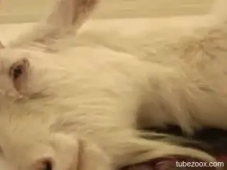 Man brutally fucks his animal in the ass and pussy