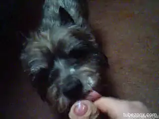 Furry mutt pleases master with licking the dick