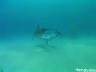 Underwater fetish scenes for the horny zoo lover