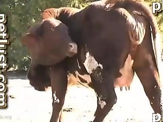 Man fucks horny bull in the ass in outdoor scenes