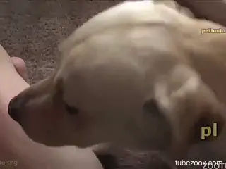 Amazing amateur home zoophilia between a guy and his dog