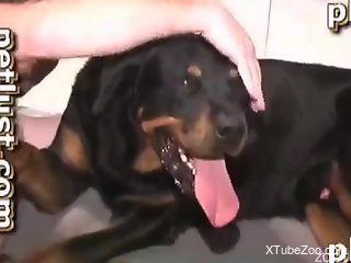 Naked man throats the dog cock then lets the animal to cum on him