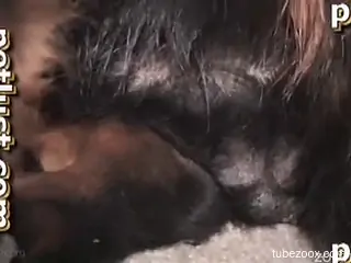 Hard sex with her dog in scenes of home zoophilia