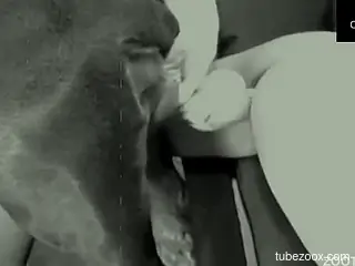Nude slut fucked by dog and made to swallow the sperm