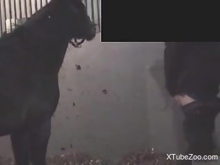 Man pulls down jeans to feel the horse's huge dick in his ass