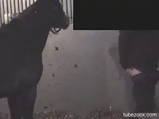 Man pulls down jeans to feel the horse's huge dick in his ass