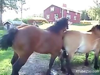 Pair of horses fucking makes the horny man to drool