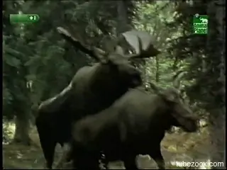 Man loves watching these moose fucking in outdoor nature
