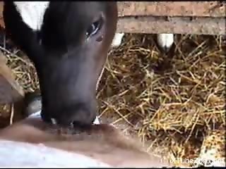 Baby veal pleases horny man with deep licking of his erect cock