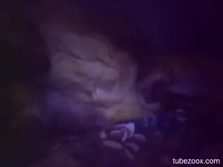 Midnight animal pleasures for a man in love with his dog
