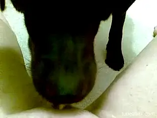 Milf loves her dog licking her pussy and clit in such modes