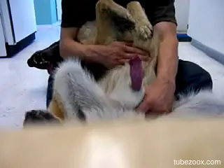 Horny guy sure wants a piece of this furry dog cock