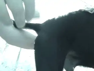 Man wants this animal for sexual purposes